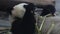 Giant pandas eat bamboo shoots