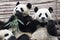 Giant Pandas eating bamboo  in Chengdu  Panda Breeding Research Base  Xiongmao Jidi  China