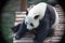 Giant pandas, endemic to China, are eating bamboo