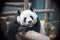 Giant pandas, endemic to China, are eating bamboo