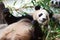 Giant pandas are lying down eating bamboo