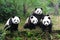 Giant pandas posing for camera