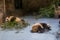 Giant Pandas at Wolong Nature Reserve, Chengdu, Sichuan Provence, China endangered species and protected.