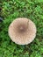 giant parasol mushroom top