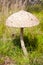 Giant parasol mushroom umbrella