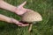 Giant parasol mushroom umbrella