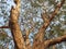 Giant peepal tree in India.