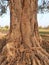 Giant peepal tree in India.