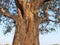 Giant peepal tree in India.