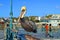 Giant pelican on the fence