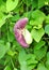 Giant pelican flower (Aristolochia gigantea)