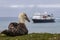 Giant Petrel and Expedition Cruise Ship.