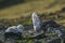 Giant petrel, Hannah Point,Livingston island, South Shetlands , AntÃ¡rtica