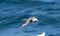 Giant petrel ` Macronectes giganteus `