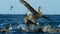 Giant petrels eating a dead sea lion