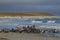 Giant Petrels feeding on a seal carcass in the Falkland Islands