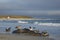 Giant Petrels feeding on a seal carcass in the Falkland Islands