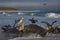 Giant Petrels feeding on a seal carcass in the Falkland Islands