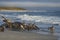 Giant Petrels feeding on a seal carcass in the Falkland Islands