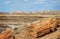 Giant petrified logs in the Crystal Forest of Petrified Forest National Park