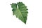 Giant Philodendron green leaf