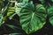 Giant Philodendron pastazanum aroid plant leaves in cloud forest