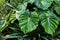 Giant Philodendron pastazanum aroid plant leaves in cloud forest