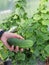 Giant pickling cucumber. Homegrown homestead farming cucumber picklebush variety. Vegetable gardening.