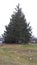Giant Pine Tree