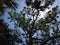 Giant Pine Tree with Seahawk Sitting on It Lit by Sun in Port Orange, Florida.