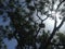 Giant Pine Tree with Seahawk Sitting on It Lit by Sun in Port Orange, Florida.