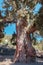 Giant pine tree trunk El Pino Gordo ,