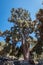 Giant pine tree trunk El Pino Gordo ,