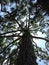 Giant Pine Tree with Two Seahawks Sitting on It Lit by Sun in Port Orange, Florida.