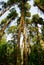 Giant pine trees in the forest