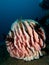 Giant pink barrel sponge and crinoids