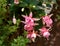 Giant pink Fuchsia double flowers in summer cottage garden