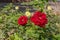 Giant pink,red, purple and yellow flowers