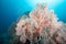 Giant Pink Sea Fan coral at Tachai Pinnacle, Thailand