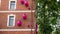 Giant pink snails climb on the building.