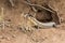Giant Plated Lizard lying in the sun close to his hole in termite mound