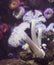 Giant Plumose Anemone