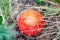 Giant poisonous red mushroom seen from above with detail