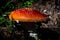 Giant poisonous toadstool illuminated by the sun