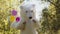 A giant polar bear puppet doll jumps and dances with balloons in a green park, in a background of green trees, in
