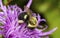 Giant pollen baskets on a bumble bee in New Hampshire