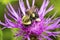 Giant pollen baskets on a bumble bee in New Hampshire