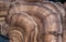 Giant Polypore Fungi Detail