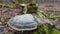 Giant Polypore fungi in fall