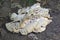 Giant polypore fungus